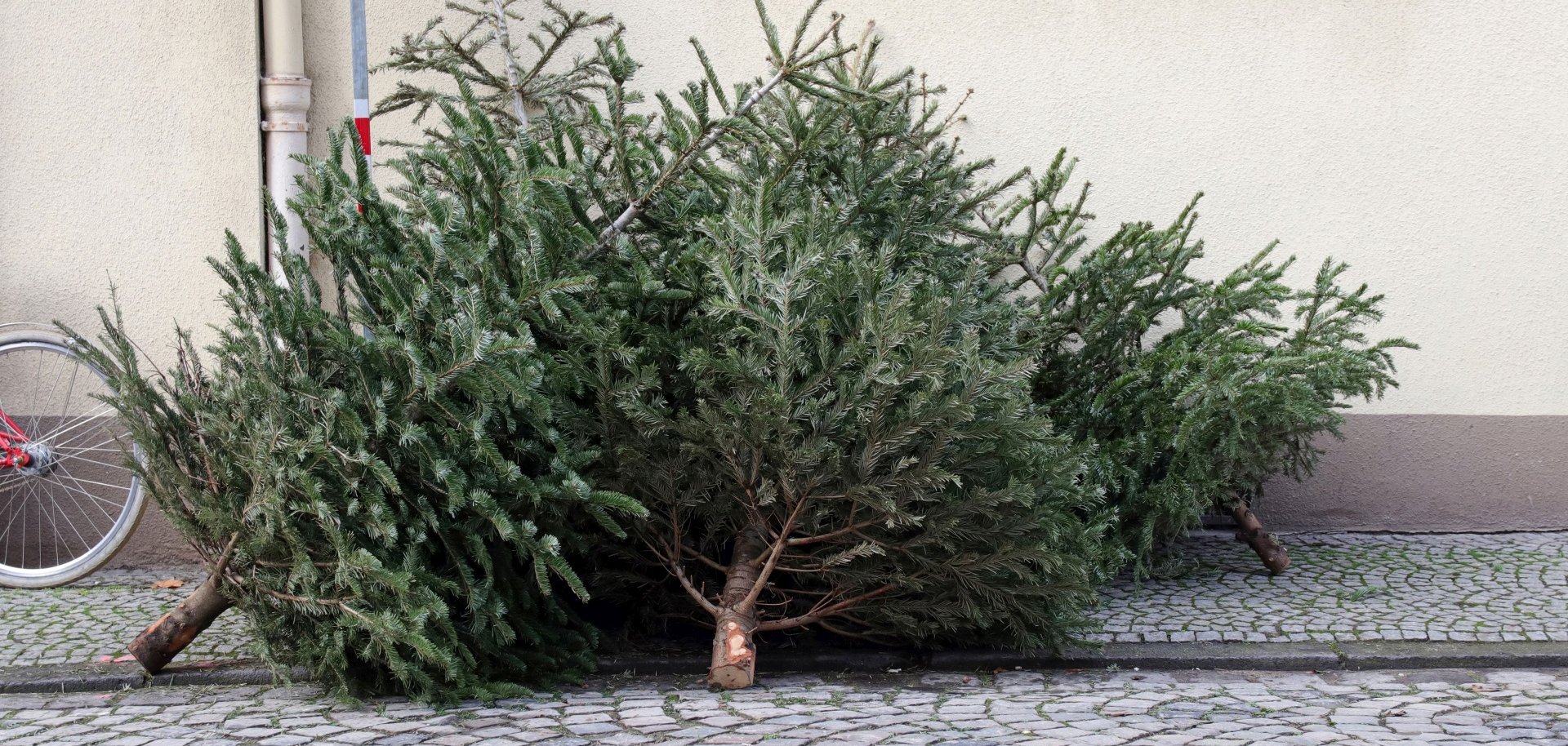 The photo shows two disused Christmas trees lying by the roadside.