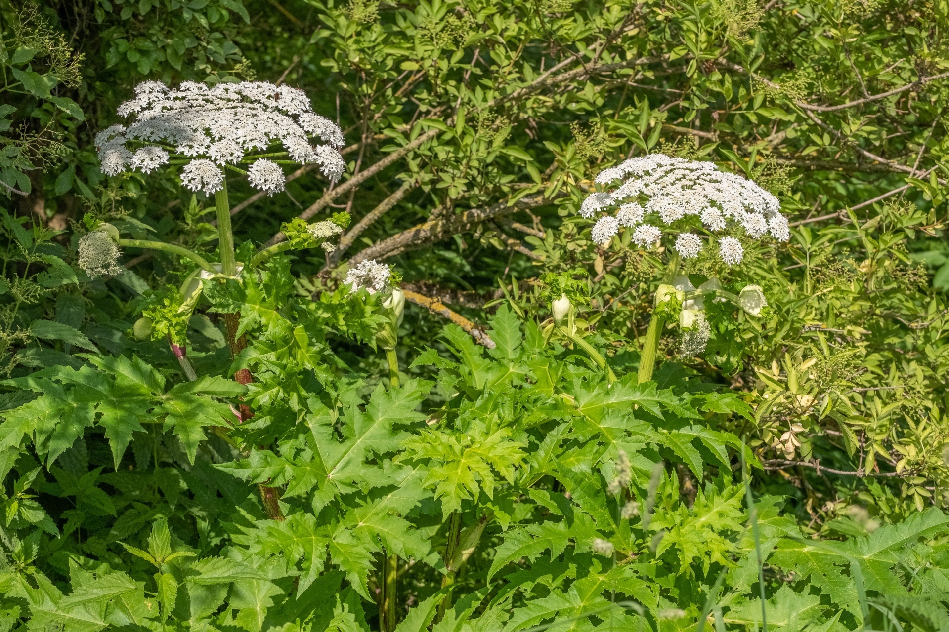The photo shows two Hercules perennials.