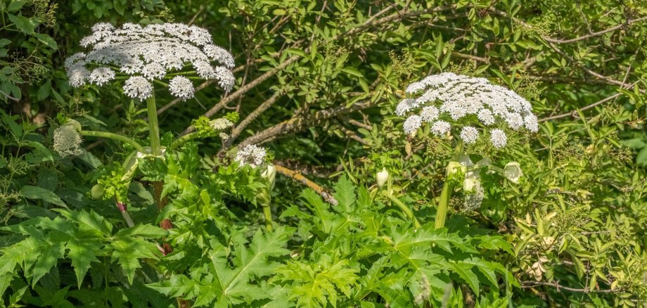 The photo shows two Hercules perennials.