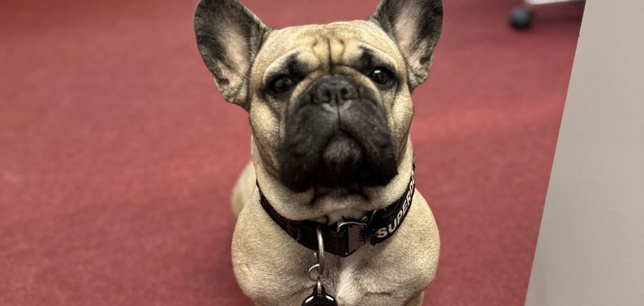 The picture shows Bonny the pug, the educational companion dog at RS-Plus.
