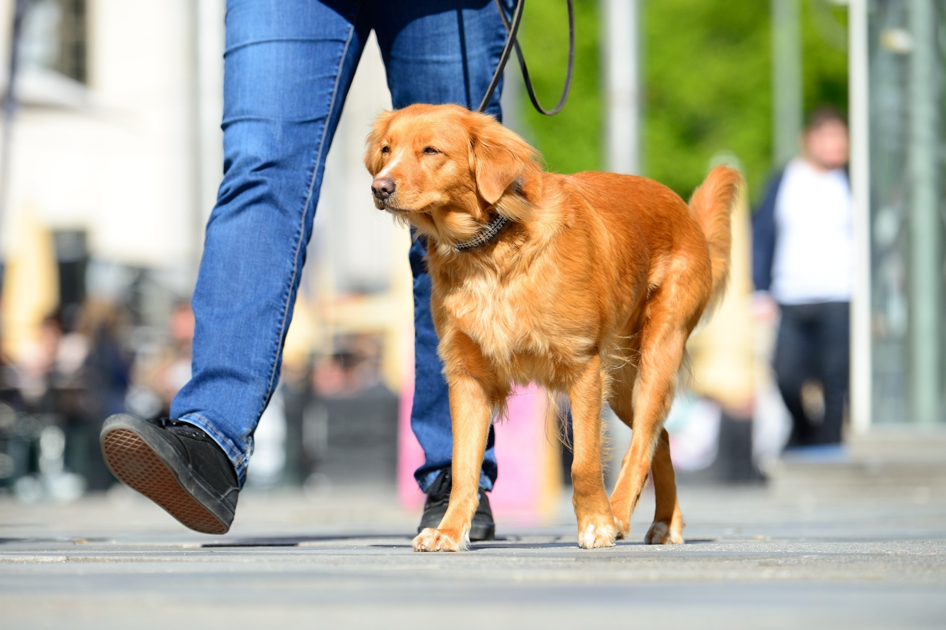 The photo shows a dog walking on a leash next to its master.