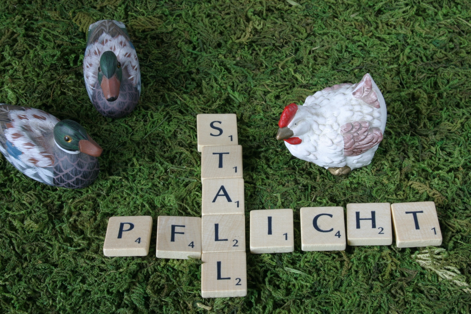 The photo shows two ducks and a chicken figure on grass in front of Scrabble letters with the word Stallpflicht.