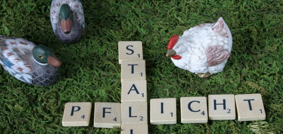 Stall obligation for poultry The photo shows two ducks and a chicken figure on grass in front of Scrabble letters with the word Stallpflicht.