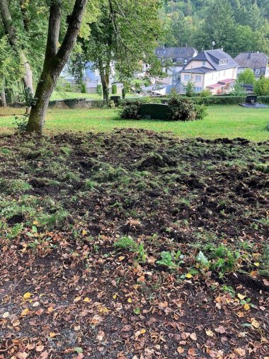 In their search for food, wild boars can cause considerable damage. The photo shows a lawn churned up by wild boars.