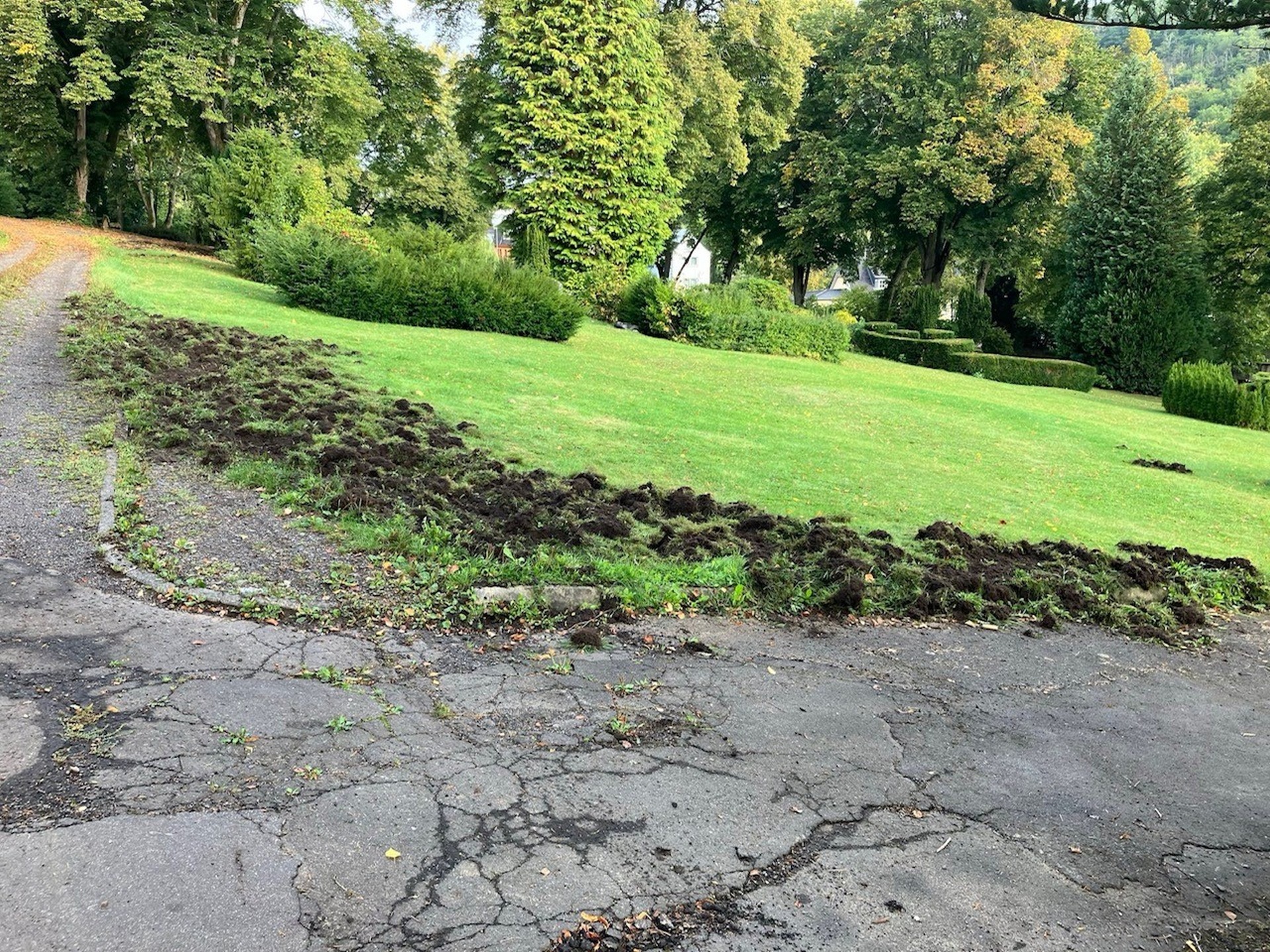 The photo shows a lawn churned up by wild boars.
