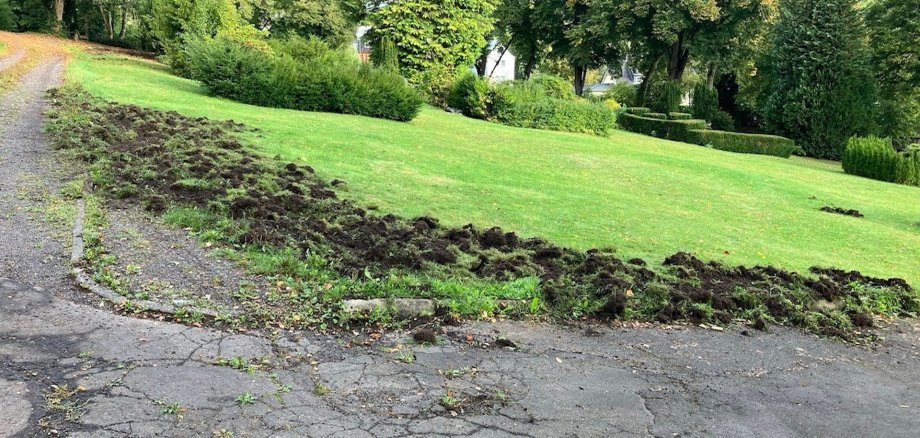 The photo shows a lawn churned up by wild boars.