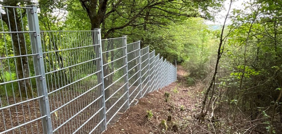 The high bar fence will keep the wild boars away from the cemetery in future. The photo shows the newly installed bar fence at the Algenrodt cemetery.