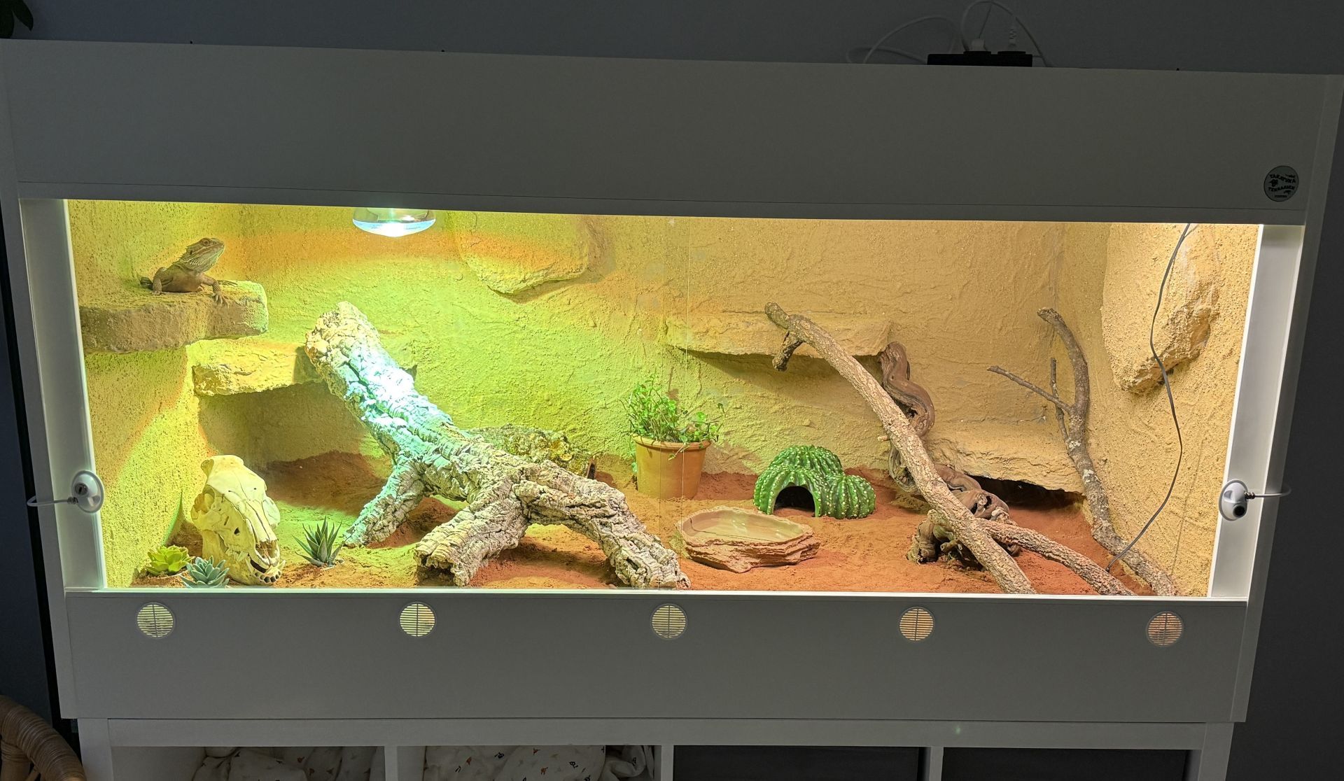 The photo shows a bearded dragon in a terrarium