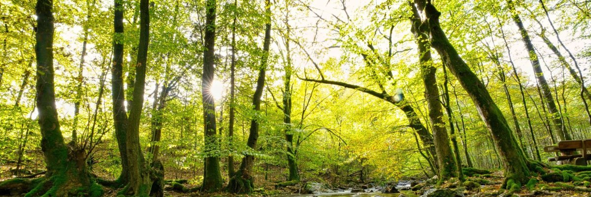 L'image montre l'eau du Traunbach avec des arbres sous le soleil.
