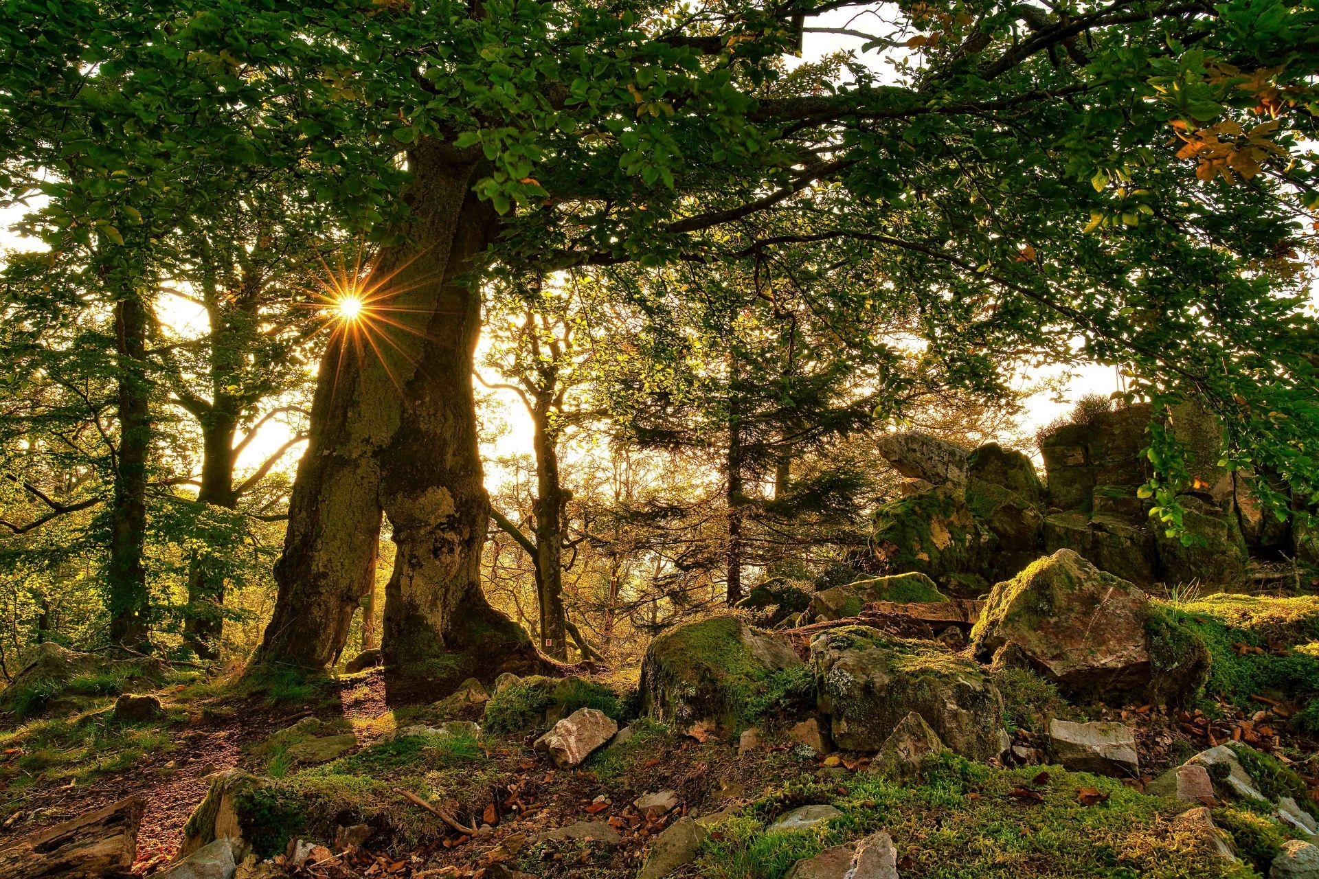 La photo montre des arbres dans le parc national Hunsrück-Hochwald avec un rayon de soleil