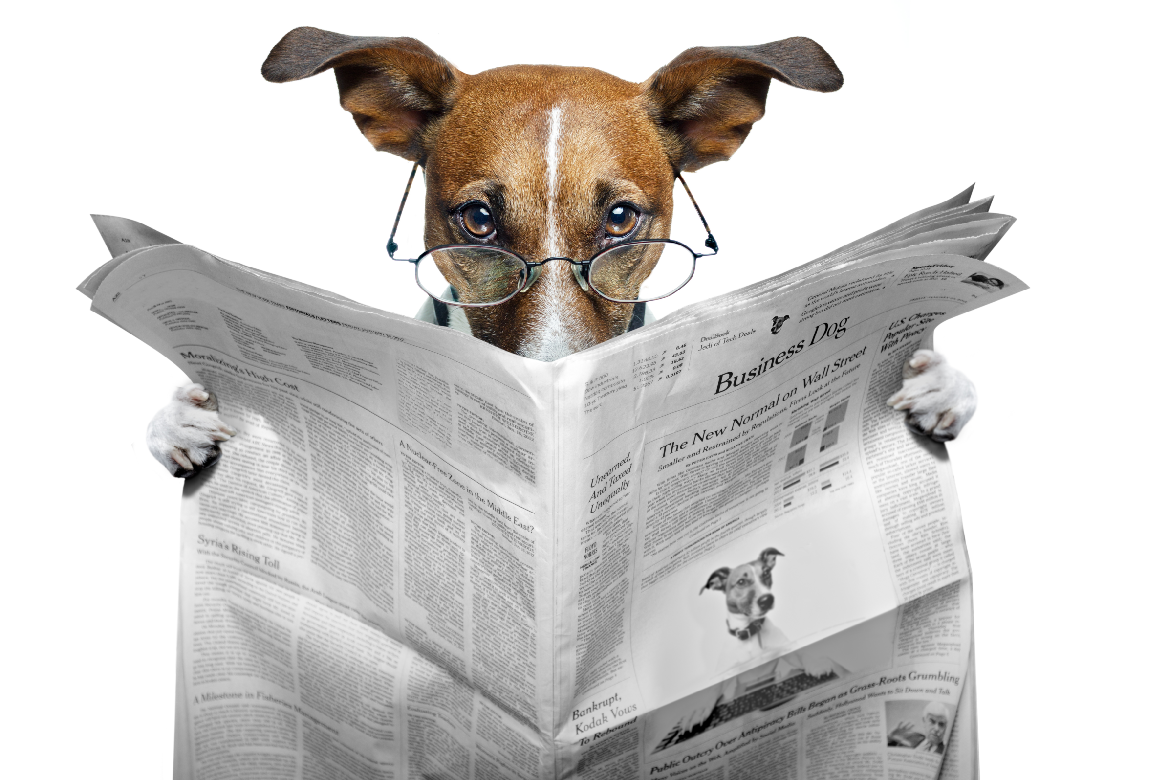 La photo montre un chien avec des lunettes sur le nez. Il lit un journal qu'il tient devant lui dans ses pattes.
