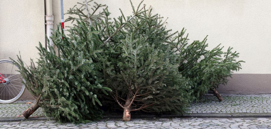 La photo montre deux sapins de Noël hors d'usage, abandonnés sur le bord de la route.
