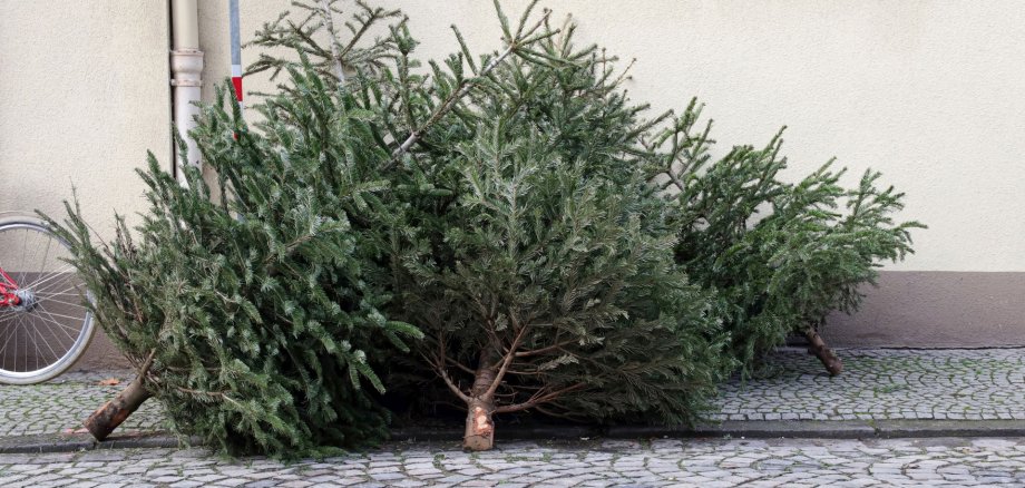 La photo montre deux sapins de Noël hors d'usage, abandonnés sur le bord de la route.