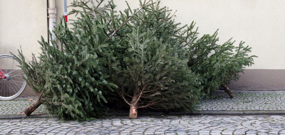 La photo montre deux sapins de Noël hors d'usage, abandonnés sur le bord de la route.