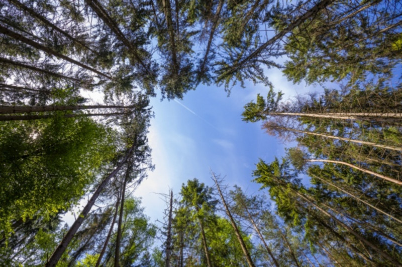 La photo montre une vue du sol de la forêt vers le haut, entre les arbres à aiguilles.