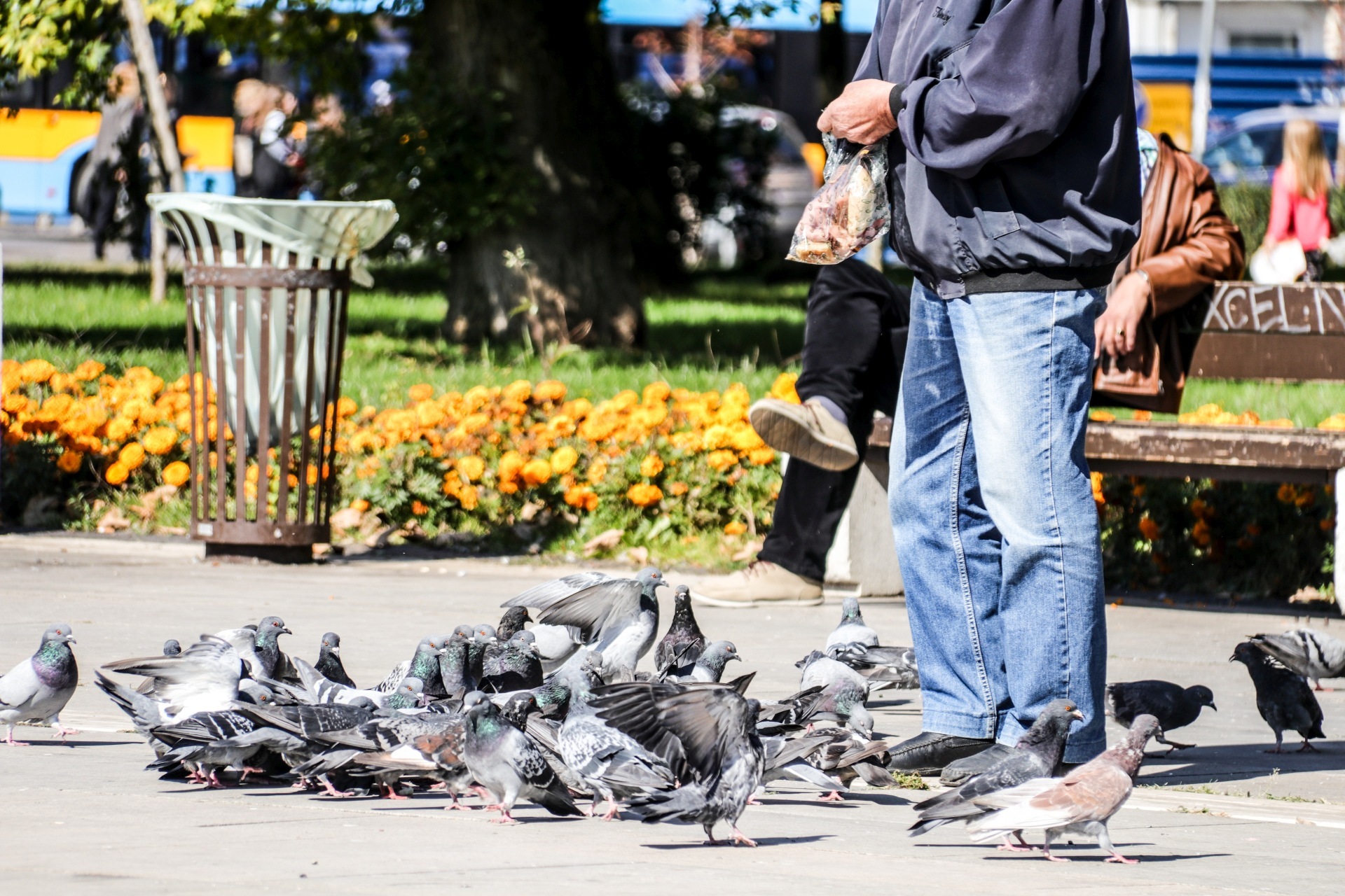La photo montre un homme tenant un sac de petits pains à la main pour nourrir des pigeons.