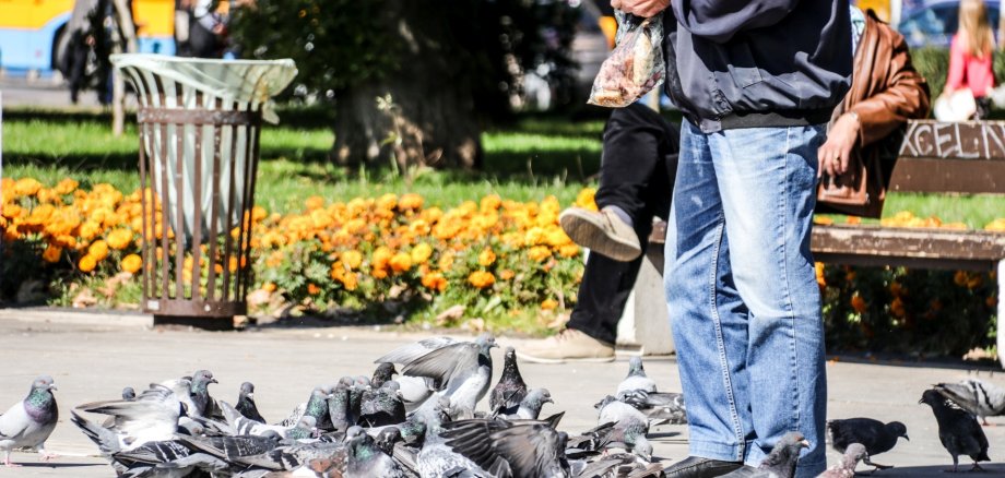 La photo montre un homme tenant un sac de petits pains à la main pour nourrir des pigeons.