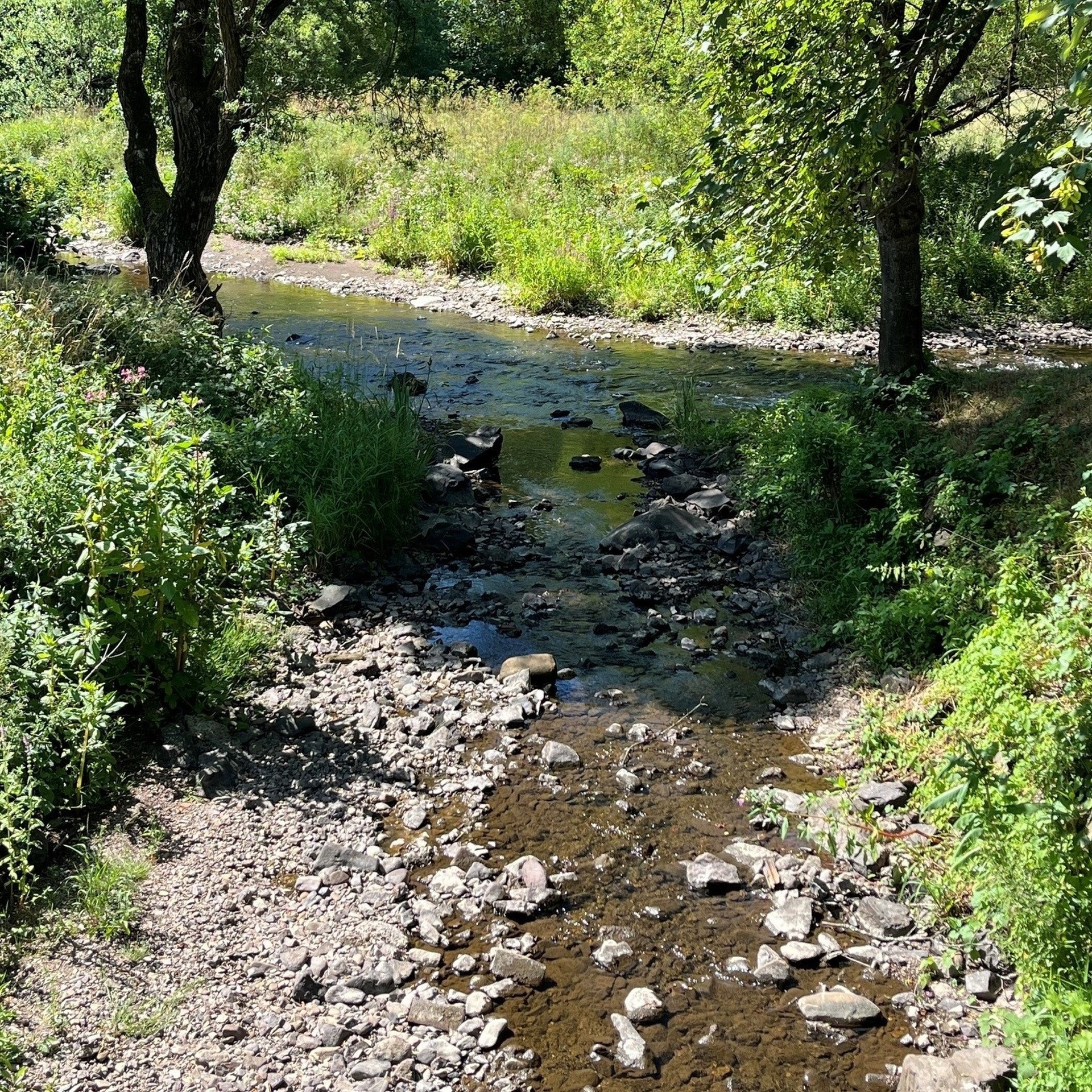 La photo montre un ruisseau dont le niveau d'eau est bas.