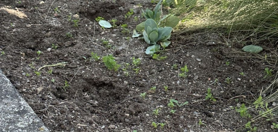 Des plantes ont été arrachées sur la place de l'Idar.