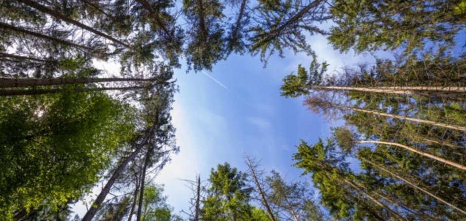 Das Foto zeigt eine Blick vom Waldboden nach oben zwischen Nadellbäumen hindurch.