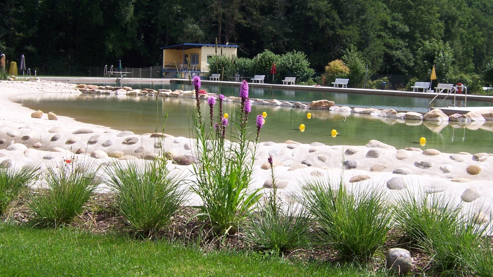 Das Foto zeigt im Vordergrund blühende Pflanzen und im Hintergrund das Schwimmbecken des Naturbades. 