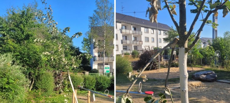 Das Bild besteht aus zwei Fotos. Links ist der umgekippte Baumstamm der Linde zu sehen, rechts in Großaufnahme die abgerissenen Äste.