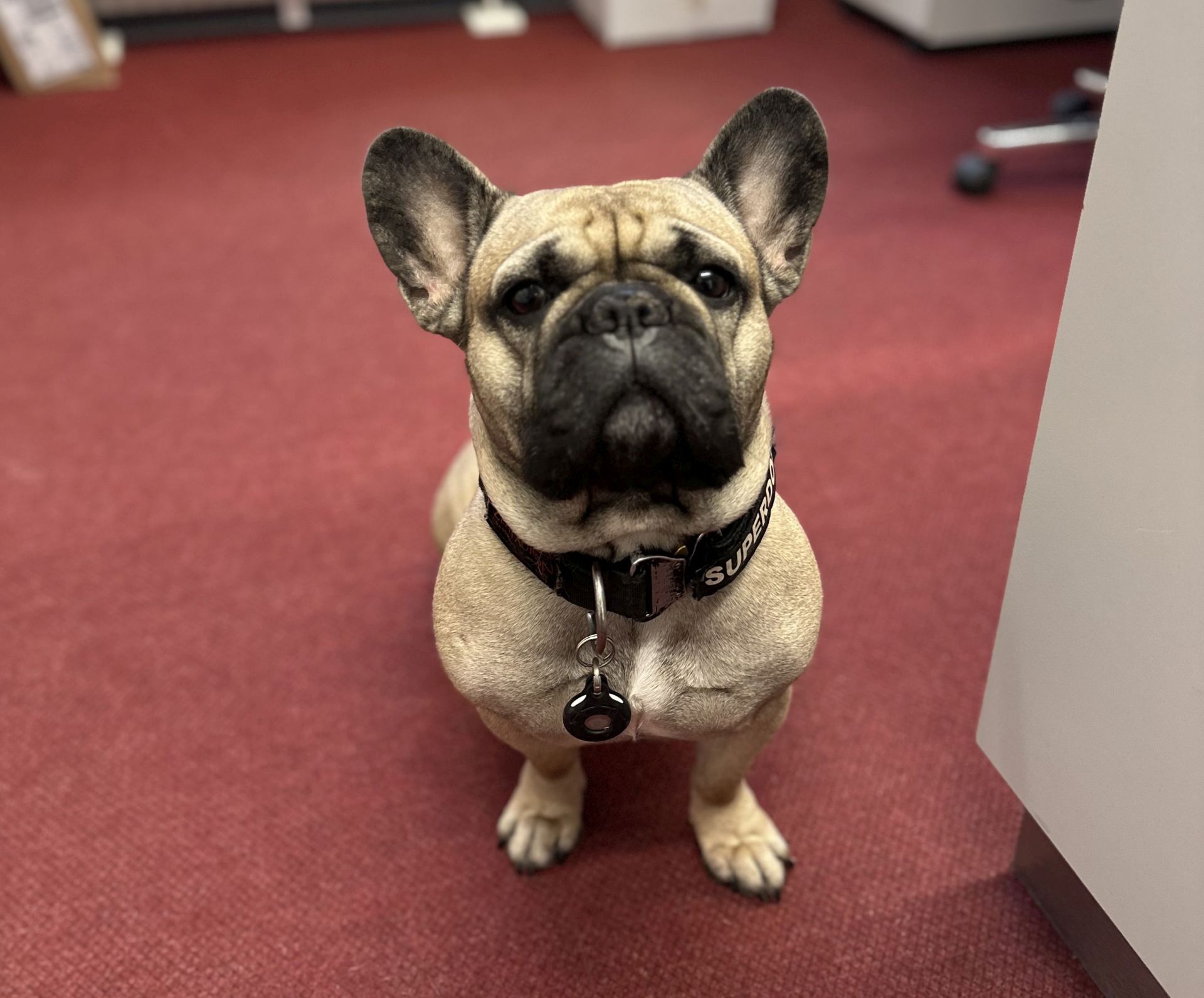 Das Bild zeigt den Mops Bonny, die pädagogische Begleithündin der RS-Plus. 