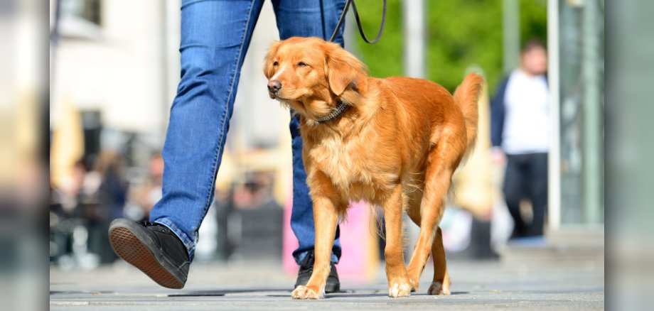 Das Foto zeigt einen Hund, der angeleint neben seinem Herrchen läuft.