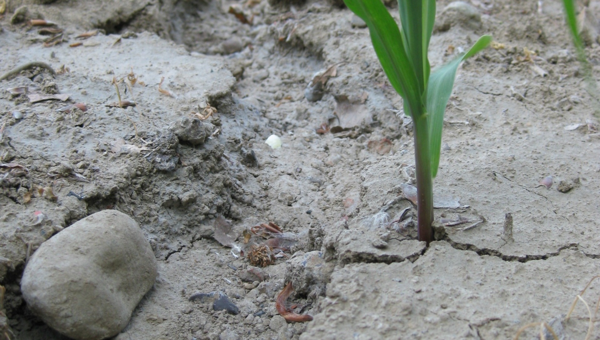 Das Foto zeigt ein ausgetrocknetes Feld mit einer Pflanze.