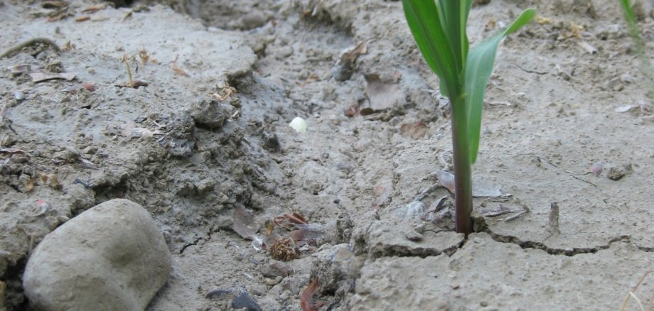 Das Foto zeigt ein ausgetrocknetes Feld mit einer Pflanze.