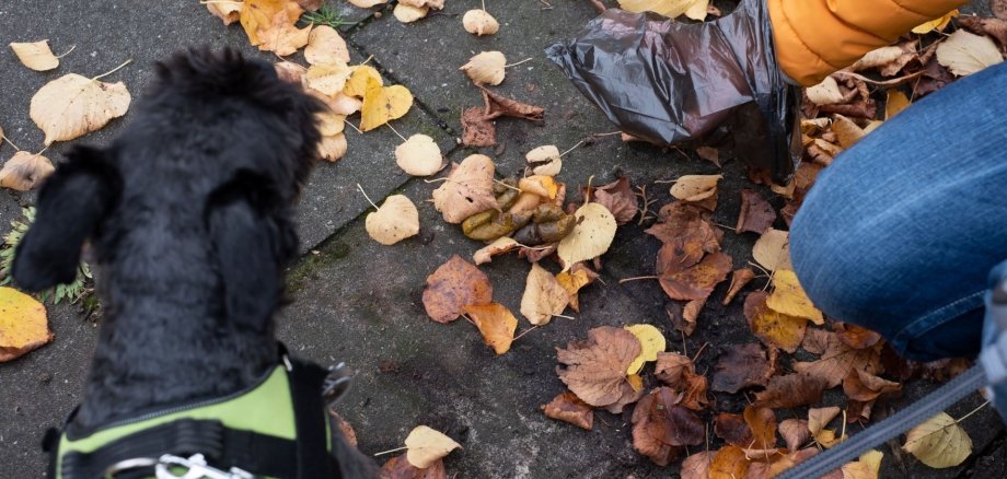 Das Foto zeigt eine Hundehalterin, die mit einer Plastiktüte die Hinterlassenschaft ihres Hundes aufnimmt.