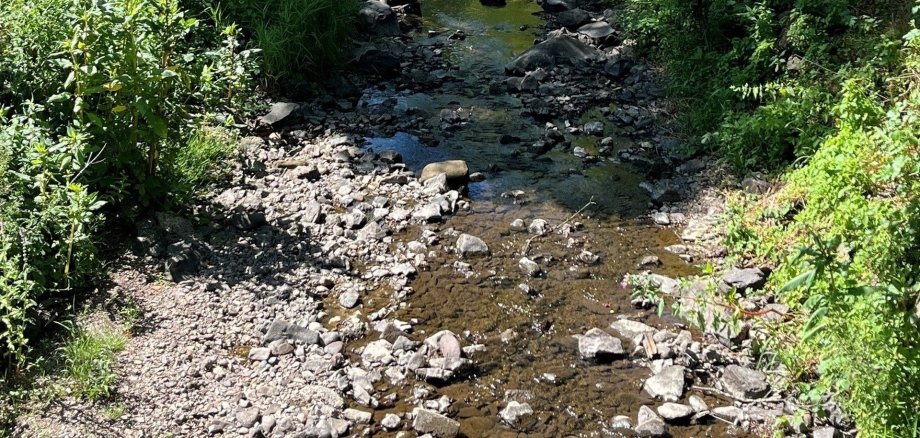 Wegen der lang anhaltenden Trockenheit sind die Wasserstände in den Gewässern im Nationalparklandkreis Birkenfeld – so wie hier bei Kronweiler an der Mündung des Schwollbachs in die Nahe - sehr niedrig. Deshalb hat die Kreisverwaltung nun per Allgemeinverfügung die Entnahme von Wasser aus oberirdischen Gewässern untersagt. Das Foto zeigt einen Bach mit niedrigem Wasserstand.