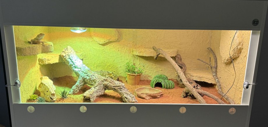 Die Bartagame Spike in ihrem neuen Zuhause. Das Foto zeigt eine Bartagame in einem Terrarium