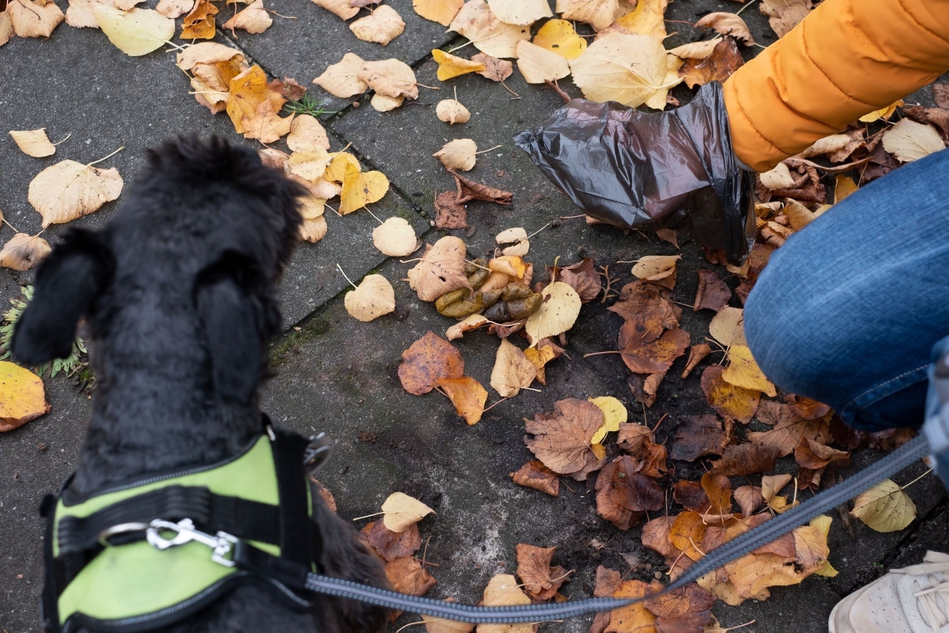 Das Foto zeigt, wie ein Hundehalter die Hinterlassenschaft seines Tieres entfernt.